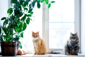 Protecting Your Plants and Animals
